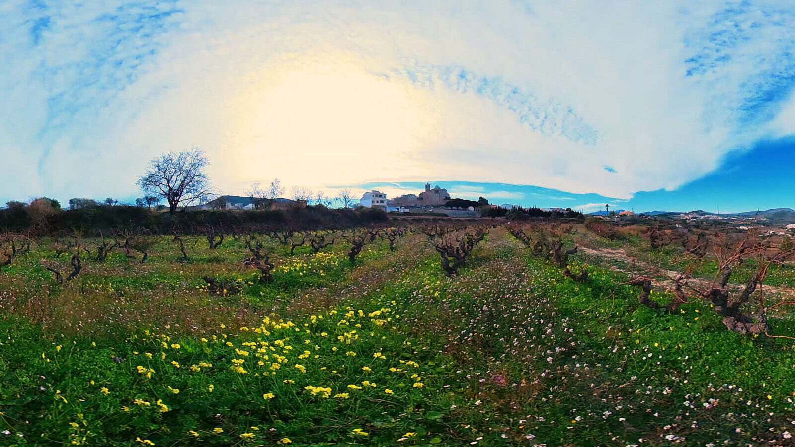 Recreación del paisaje agrario del Abiar, entre vina, almendro y vegetacion mediterranea.