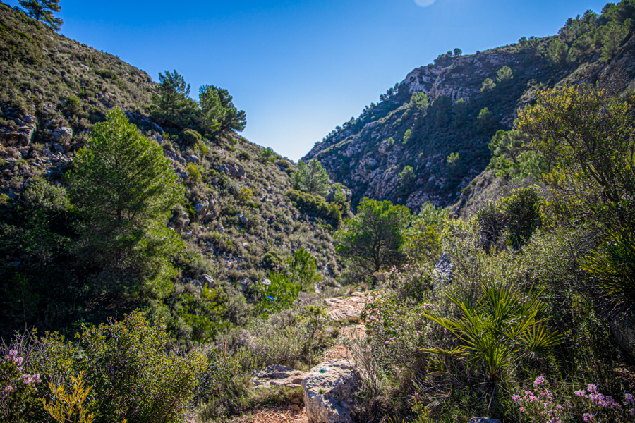 Vegetación autóctona y fauna — imagen pública